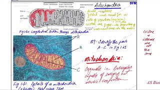 lysosome mitochondria csm [upl. by Kavanagh]