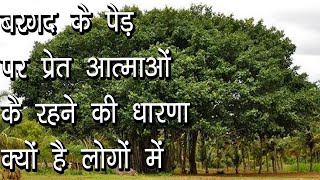 बरगद के पेड़ पर प्रेत आत्माओं के रहने की धारणा क्यों है लोगों में  Banyan Tree Facts  Hindu Rituals [upl. by Aaronson]