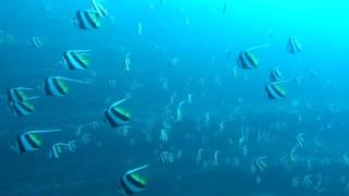 Schooling Bannerfish Heniochus diphreutes [upl. by Bouchard]