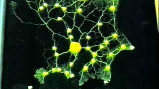 Tokyo rail network designed by Physarum plasmodium [upl. by Jourdain]