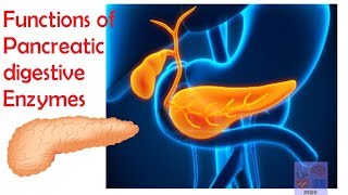 Pancreatic digestive enzymes amp their functionsMedicine basics simplified [upl. by Broeder914]