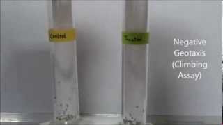 Negative geotaxis assay in Drosophila [upl. by Alyac]