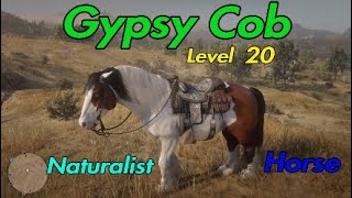 Lvl 20 Naturalist Horse  Gypsy Cob  RDR2 Online [upl. by Atselec856]