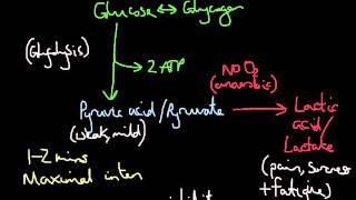 Lactic Acid Lactate and Exercise A Science to Practice Overview [upl. by Gunthar56]