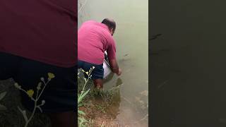 कतला मछली के बच्चे डालते हुए तालाब मेंCatla fish farming shorts [upl. by Dremann]