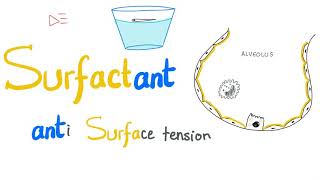 Lung Surfactant  Surface Tension  Alveoli  Type II Pneumocytes  NRDS  Physiology [upl. by Gimpel104]