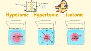 Hypotonic Hypertonic and Isotonic solution Know the difference among the three I Science with Yash [upl. by Aneed]