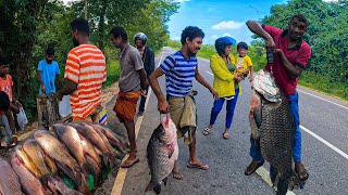 Special Rain Day Beautiful Village Fish Market Excellent Show Skills in Sri Lanka [upl. by Brigid815]