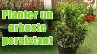 Comment planter et entretenir un arbuste persistant [upl. by Areip752]