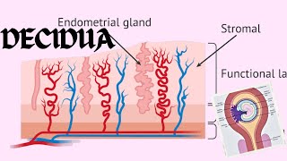 Decidua  Changes In The Endometrium Decidual Reaction  Obstetrics And GynecologyNursing [upl. by Llenor]