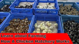 Tour How a Hatchery Works [upl. by Aramak]