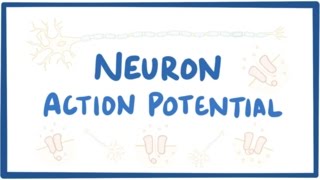 Neuron action potential  physiology [upl. by Aihsaei330]