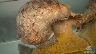 How a CrownofThorns starfish reacts to the smell of a Giant Triton [upl. by Suruat]