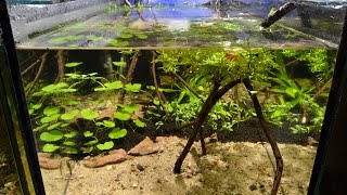 Otocinclus vittatus Breeding Project  Part 1 The Aquarium [upl. by Sunil]