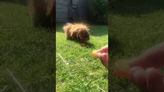 Guinea pigs squeaking Guinea pig comes when called [upl. by Ametaf]