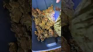 This got out of hand 🐸 frog family toad viral animals outdoors food ranidaphobia funny [upl. by Bitthia]