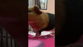 11 Guinea pigs squeaking together🐽 [upl. by Aciretehs896]