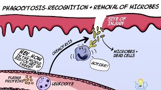 Phagocytosis  Recognition and Removal of Microbes during Inflammation [upl. by Nymassej]