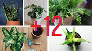 12 Plantas Para Los Lugares Más Oscuros Del Interior De Tu Casa [upl. by Franny28]