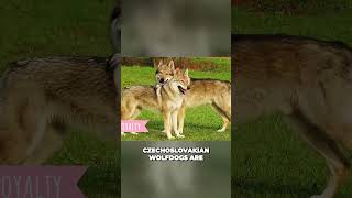 Meet the Czechoslovakian Wolfdog  Loyal and Versatile Dog breed [upl. by Margie]