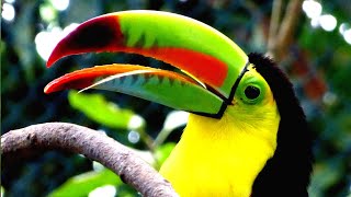 Toucan sounds  Toucan Sound Effect  Toucan music [upl. by Eornom403]