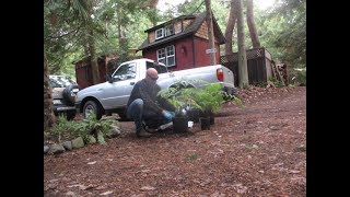 How to transplant a Australian Tree Fern [upl. by Brechtel]