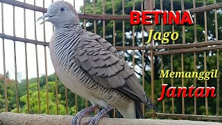 Perkutut BETINA Memanggil JANTAN  FEMALE Turtledove Calls MALE [upl. by Ylirama]