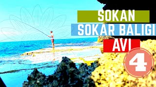 Sokan Sokar Balığı Avı 4 KKTC20062019 Fishing in Cyprus SIGANUS RIVULATUS κουρκούνες [upl. by Casta101]