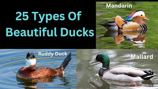 25 Types Of Most Beautiful Ducks  With Tips For Identification [upl. by Soph325]