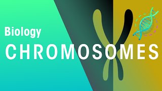 What Are Chromosomes  Genetics  Biology  FuseSchool [upl. by Bruell138]