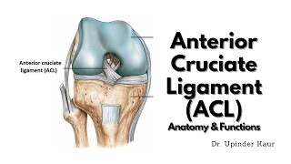 Anterior Cruciate LigamentACL  Anatomy and Functions [upl. by Hung]