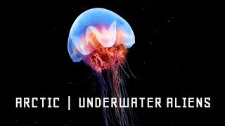 Arctic Underwater Creatures  Full Documentary [upl. by Kaleena808]