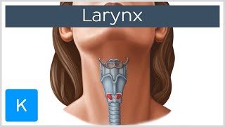 Larynx  Membranes ligaments and muscles  Human Anatomy  Kenhub [upl. by Melnick]