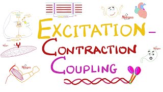 Excitation Contraction Coupling  Muscle Physiology 💪 [upl. by Ciapha711]