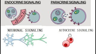 Types of Cell Signaling Paracrine Autocrine Endocrine and Neuronal Signaling [upl. by Keating]