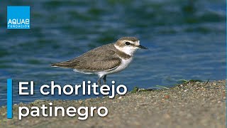 El CHORLITEJO PATINEGRO y la PLAYA [upl. by Werdn574]