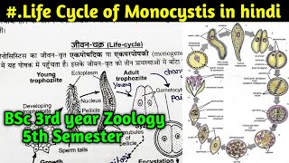 Life Cycle of Monocystis in hindi  BSc 3rd year Zoology 5th Semester [upl. by Harday213]