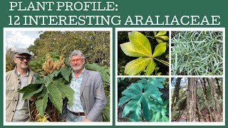 Plant Profile 12 fabulous members of the Araliaceae family [upl. by Papert]