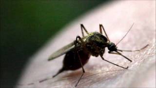 Mosquitoes feeding  Canon 100mm macro lens samples [upl. by Ennyrb880]