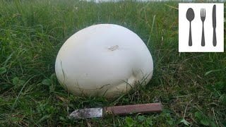 Czasznica olbrzymia Calvatia gigantea [upl. by Oknuj]