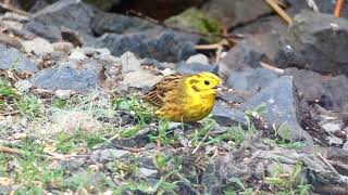 strnad obecný Emberiza citrinella samecmale [upl. by Itnahsa]