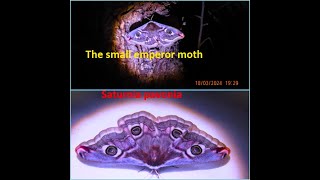 The small emperor moth Saturnia pavonia by Theo [upl. by Odlavso]