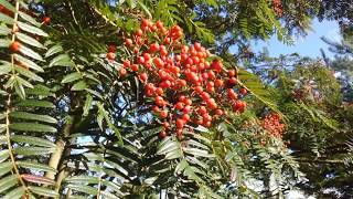 Sorbus scalaris  autumn berries [upl. by Katina]