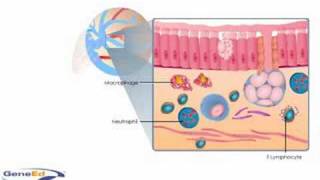 Inflammatory response in the lungs animation [upl. by Ogg]