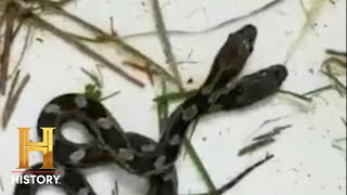 RARE TWOHEADED SNAKE DISCOVERED  The Proof is Out There Season 2  Exclusive [upl. by Ttihw]