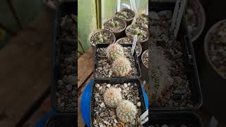 Echinocereus dasyacanthus🌱 fromseed garden gardening greenhouse plants cactus nature plant [upl. by Hillary97]