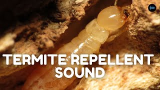 Termite Repellent Sound [upl. by Ellednek]