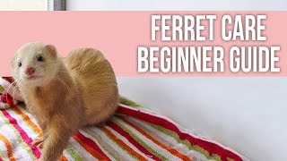 Ferret Care How to Take Care of Your Ferret Beginner Guide [upl. by Ellehcen]