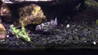 Figure 8 Puffer with Bumblebee Gobies in my Brackish Tank [upl. by Norre140]