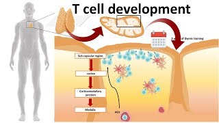 T cell development in the Thymus [upl. by Cocks]